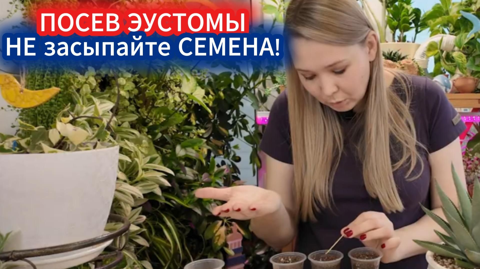 ПОСЕВ ЭУСТОМЫ В ДЕКАБРЕ - 100% ВСХОЖЕСТЬ, ЕСЛИ НЕ ЗАСЫПАТЬ СЕМЕНА. НЕОБЫЧНЫЙ, НО ВЕРНЫЙ СПОСОБ! смотреть онлайн