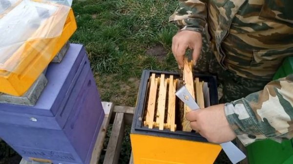 Как Стартуют Пчёлы на Кубани!!!