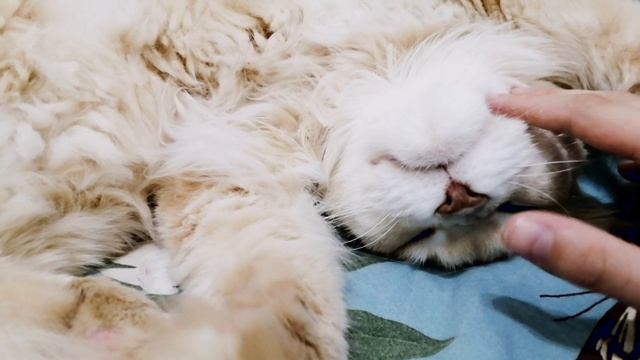 Кот играет лапками смотреть онлайн