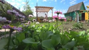 6 соток 20 мая 2021 год. Посадили георгины, фасоль Винга, турецкие бобы