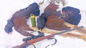 Три года назад. С ОДНОГО МЕСТА ДВА ГЛУХАРЯ! МЕЛКАШКА МОЖЕТ! БРАКОНЬЕР?  ОХОТА НА БОРОВУЮ ДИЧЬ.