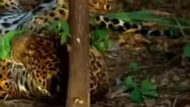Jaguar Tastes The Hallucinogenic Effects Of Yage [OqGDv0KCJl8]