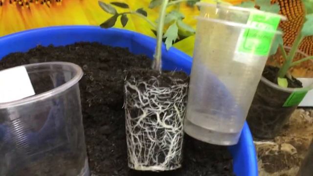 Как узнать, что перевалка необходима рассаде? Посмотрите на корни! 2022 год. смотреть онлайн