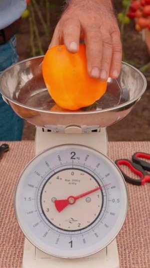 Шикарный желтый Биф-томат 💛🍅 ЖОЗЕФИНА F1