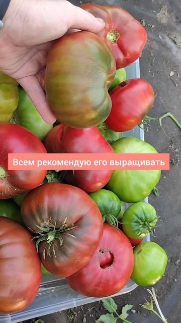 Редкий сорт томата дает урожай целый ящик крупных помидоров смотреть онлайн