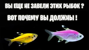 Почему Вы ОБЯЗАТЕЛЬНО Должны Завести ЭТИХ РЫБОК ПРЯМО СЕЙЧАС!