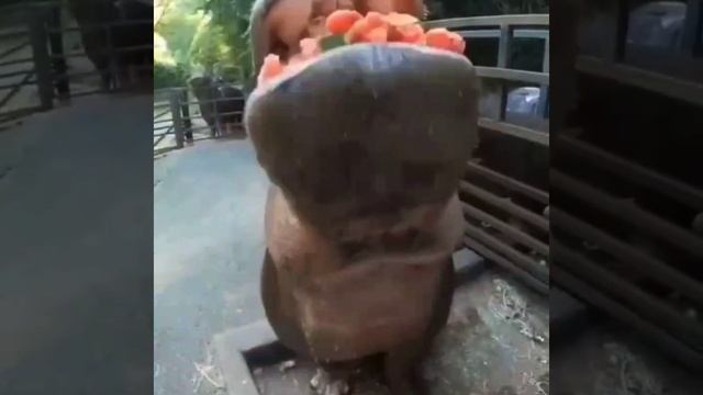 Бегемот ест арбуз смотреть онлайн