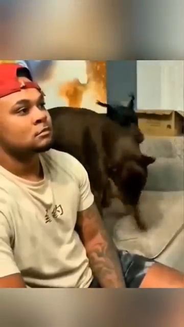 Собаки - лучшие защитники смотреть онлайн