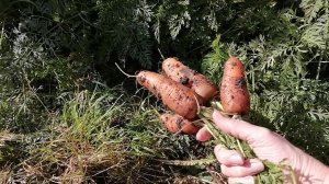 🥕 Лучший сорт моркови с моего участка, сравниваю с нелучшими