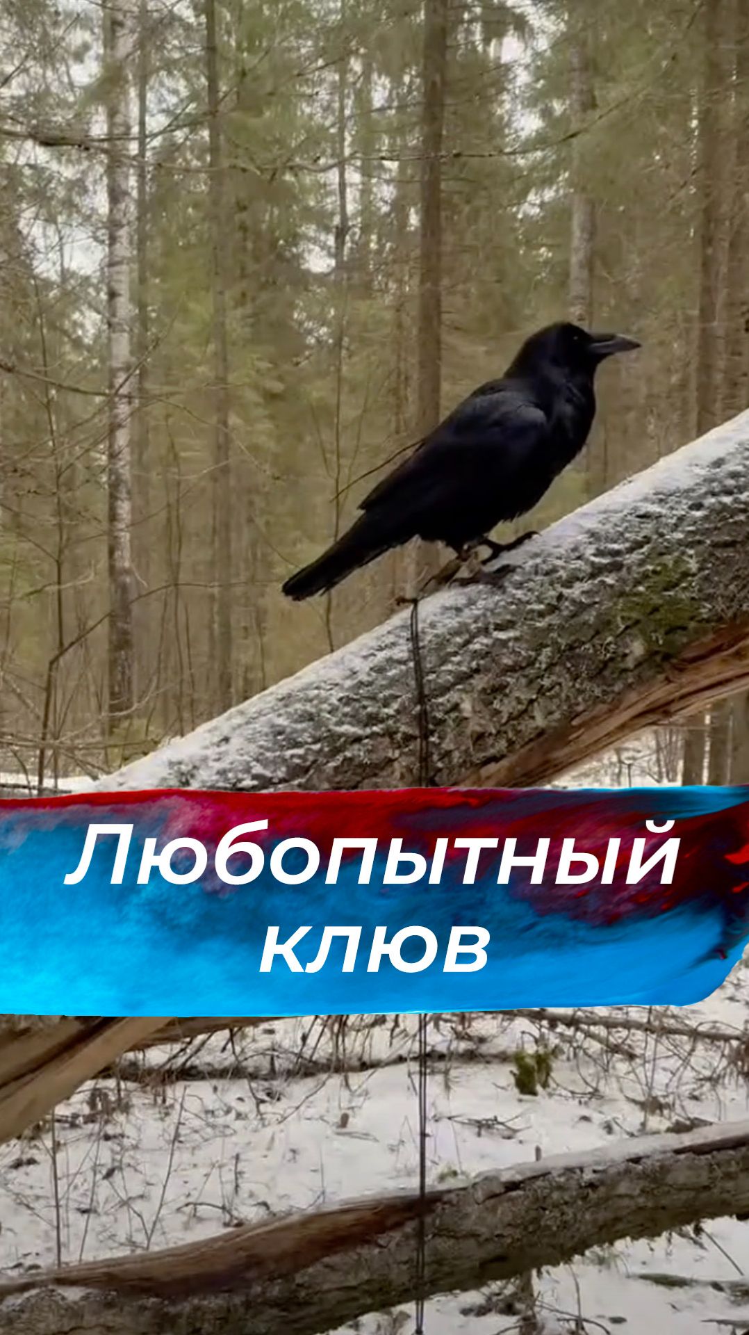 Любознательный какой смотреть онлайн