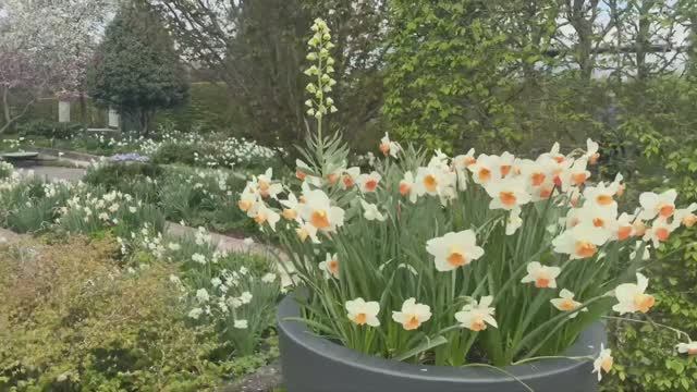 САДЫ ГЕРМАНИИ ЧУДЕСНЫЙ ПАРК САДОВ В АПРЕЛЕ Park der Gärten Нижняя Саксония смотреть онлайн