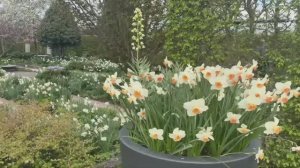 САДЫ ГЕРМАНИИ ЧУДЕСНЫЙ ПАРК САДОВ В АПРЕЛЕ Park der Gärten Нижняя Саксония