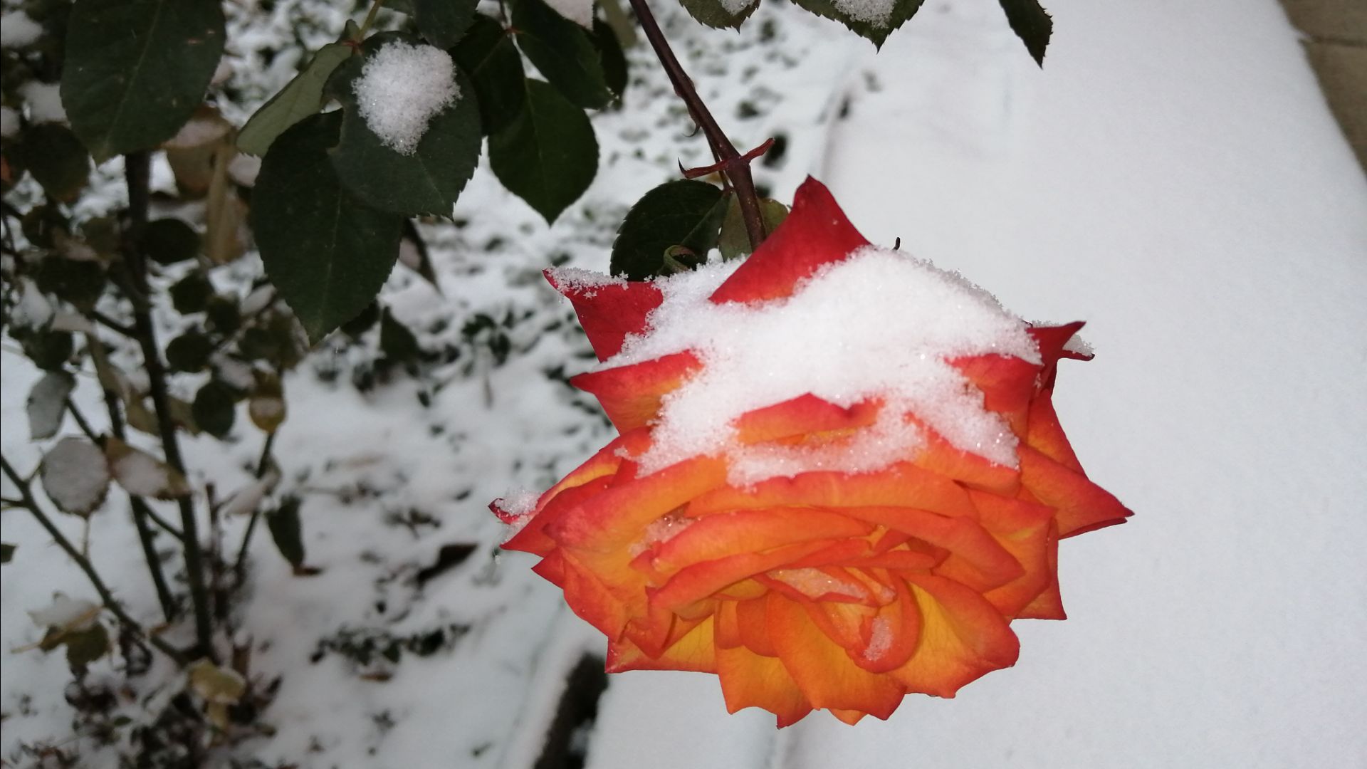 Выпал первый снег. Удивительное чудо! смотреть онлайн