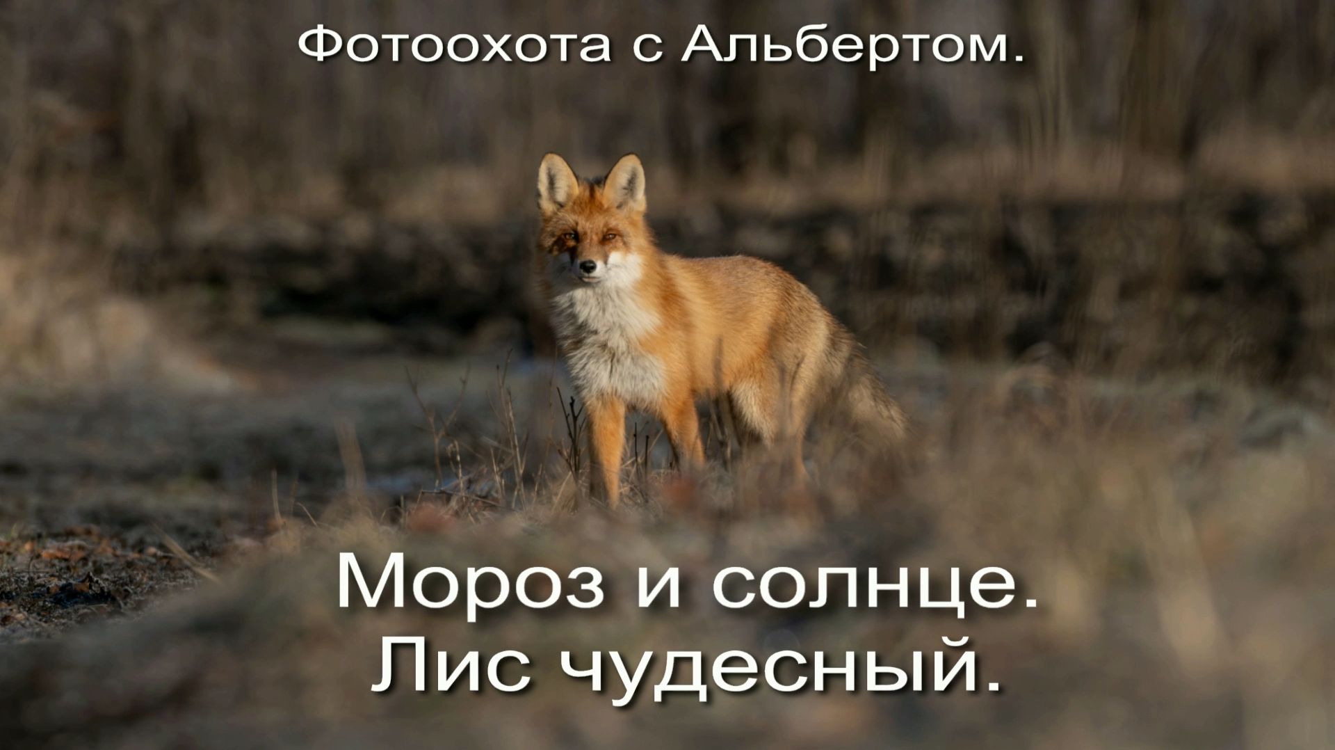 Фотоохота с Альбертом. Мороз и солнце. Лис чудесный.
