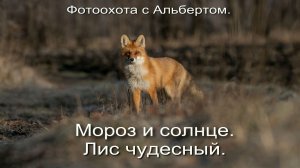 Фотоохота с Альбертом. Мороз и солнце. Лис чудесный.
