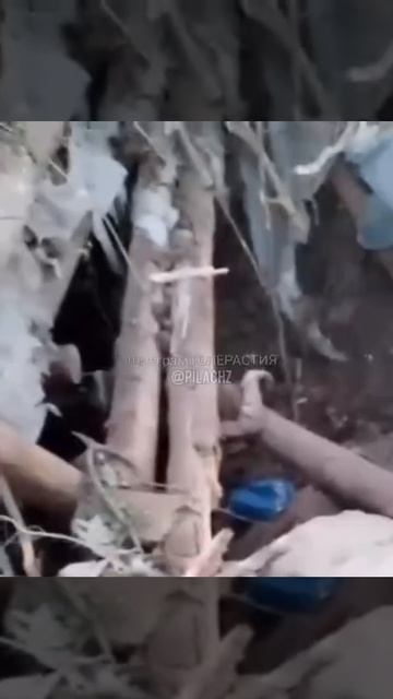 трофейный хряк из какого то бомжатника смотреть онлайн