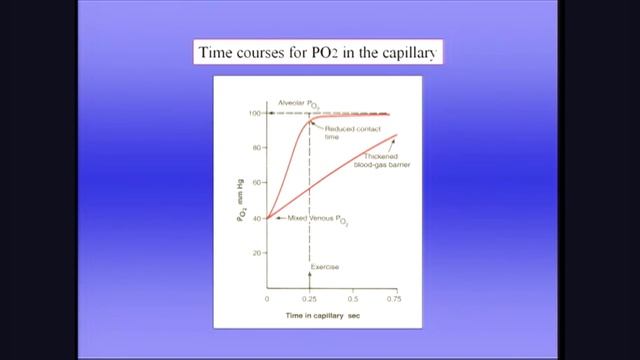 West 7 Газообмен в легких 1