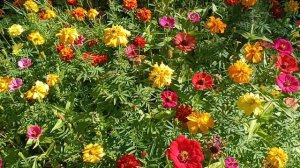 Сезон дождей. Сергей Чекалин. Rainy season. Sergey Chekalin.