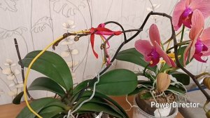 Цветение орхидей в начале декабря 2025г.