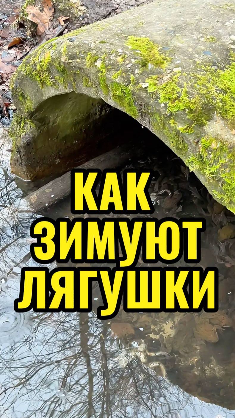Как зимуют лягушки смотреть онлайн