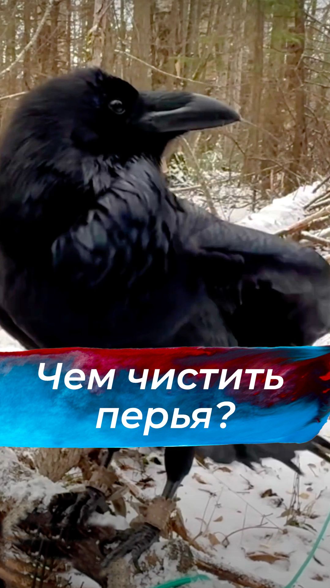Чем чистят перья? смотреть онлайн