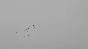 Агасиевские голуби 01.12.25г.