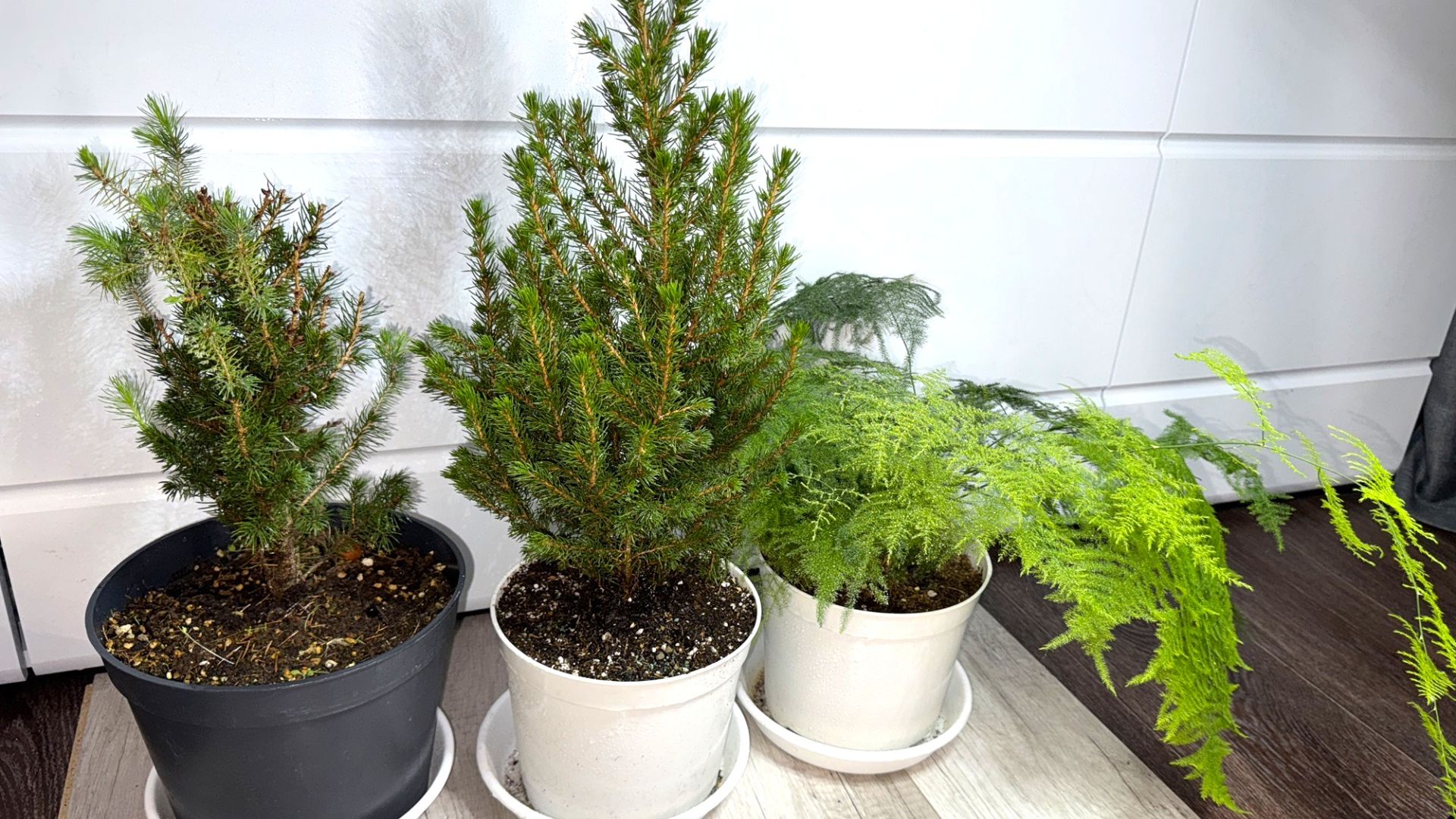 НОВОГОДНЯЯ ЕЛЬ КОНИКА в ГОРШКЕ, как выращивать и сохранить смотреть онлайн