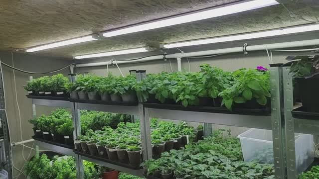 КАК выращиваю ЦВЕТОЧНУЮ РАССАДУ в домашних условиях. Обзор стеллажей в конце ноября. смотреть онлайн