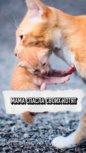Мама Спасла Своих Котят❤️