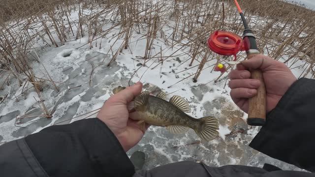 Первый лед. В поисках трофейного ротана 3 часть 02.12.2025