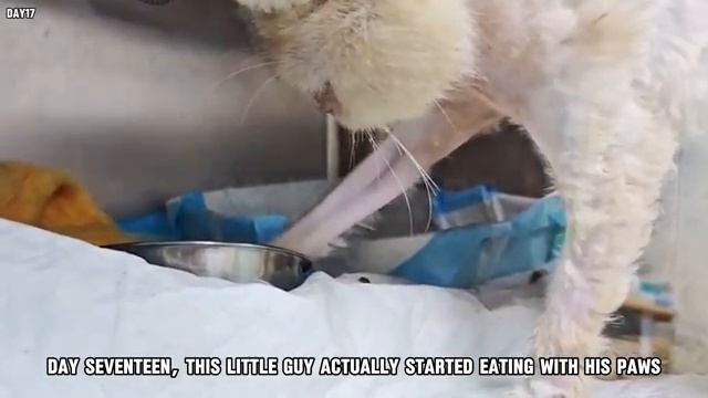 Спасение бездомного кота с раздутым животом - 2025 год смотреть онлайн