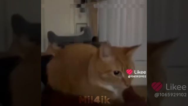 ваше любимое в конце