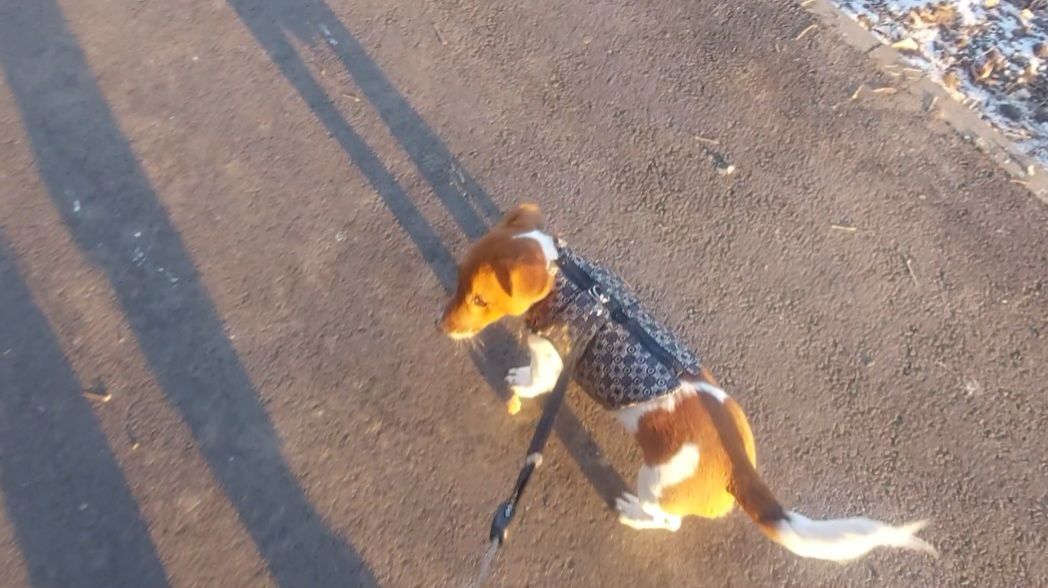 Майла на прогулке.Джек -рассел терьер. смотреть онлайн