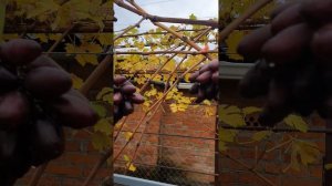 В гостях на винограднике у Сергея Мансурова. 1 декабря 2025 год.