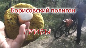 На велосипедах за грибами