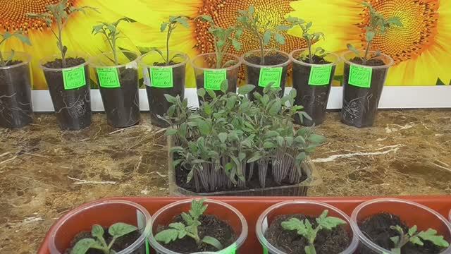 Когда начинать пикировать рассаду томатов? 2022 год. смотреть онлайн