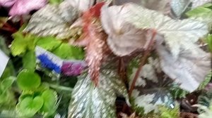 Выставка цветов в Краснодаре 29-30 ноября. ТРЦ Галактика, часть 1.