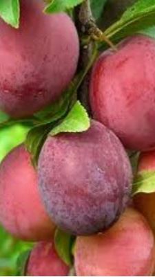 Подписчик рекомендовал сорта шикарных слив смотреть онлайн