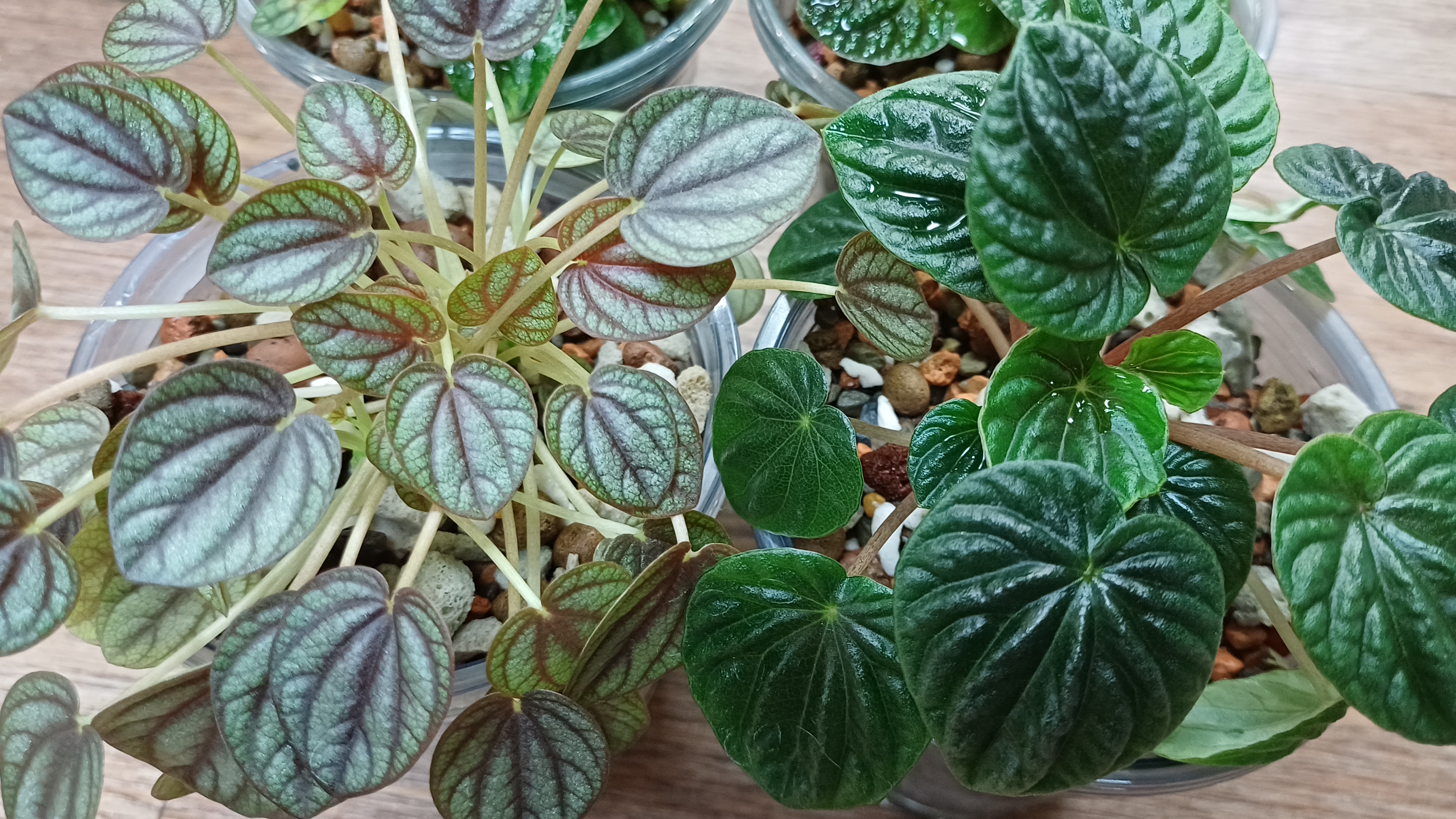 Комнатные растения🌺🪴🌺🪴🌺 Обычные дела💧🌿☀️