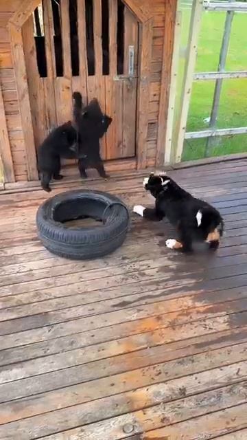 Собака против медвежат смотреть онлайн