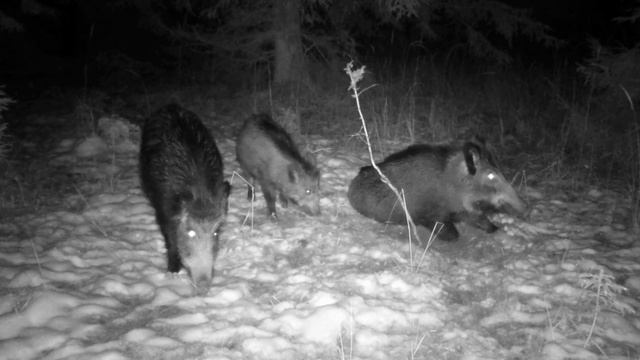 Фото ловушка кабаны смотреть онлайн