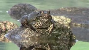 Культуробесие. Михаил Казиник. ч.2