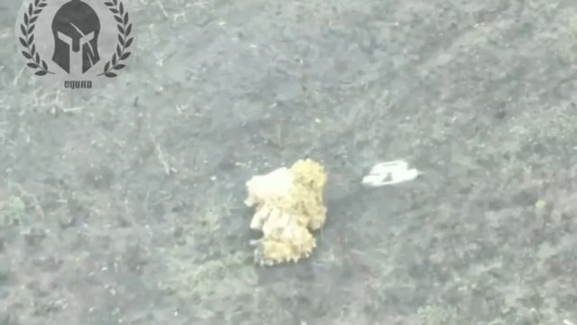 свин пытался спрятаться под овцой? смотреть онлайн