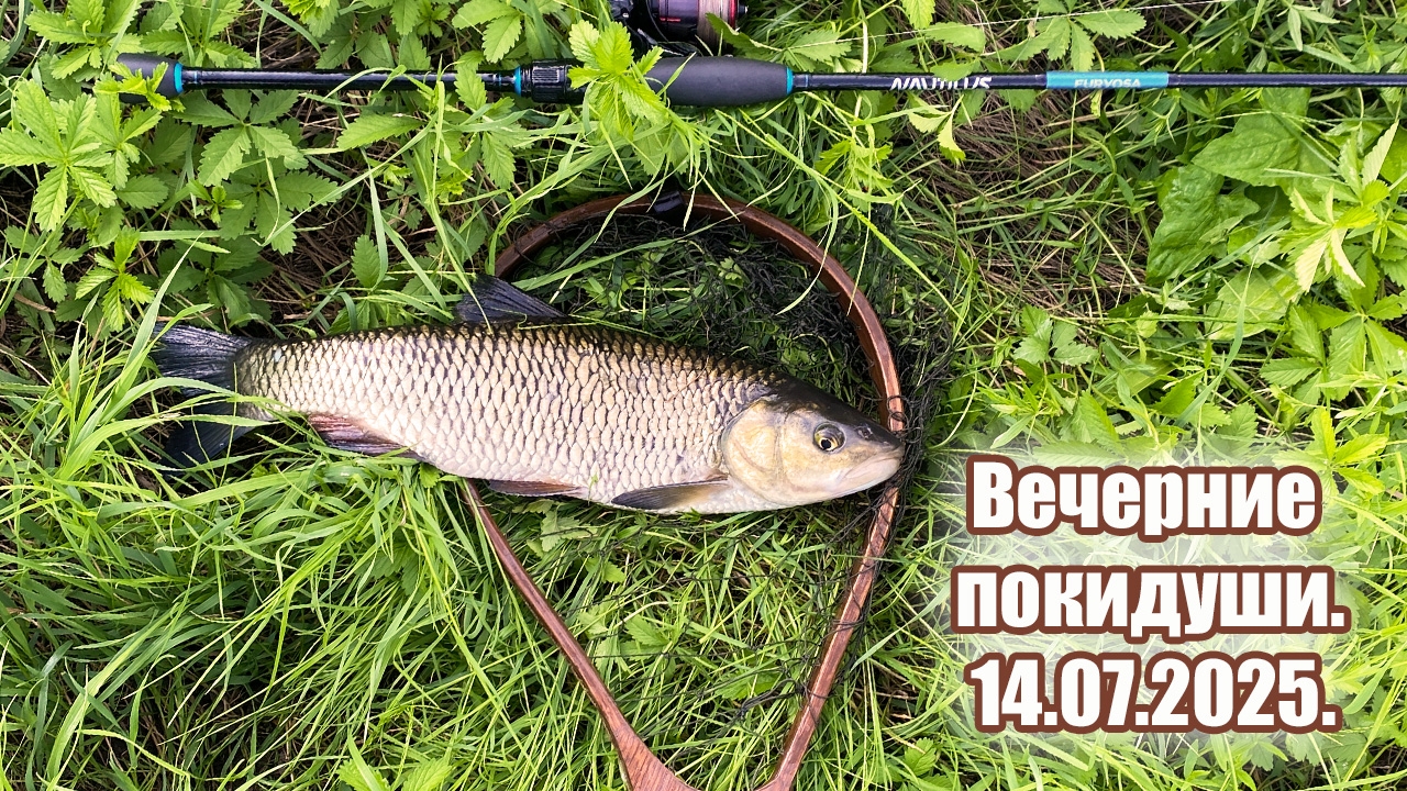 Вечерние покидуши.14.07.2025.Голавль.