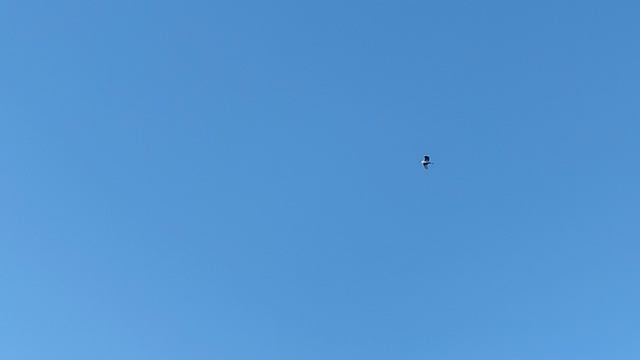 Журавли на Алтае смотреть онлайн