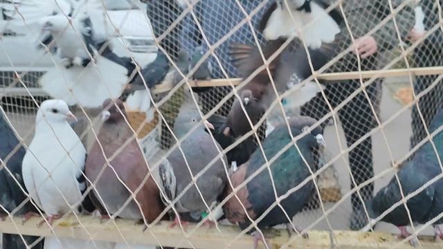 30.11.2025г Выставка г Воронеж ч.4 смотреть онлайн