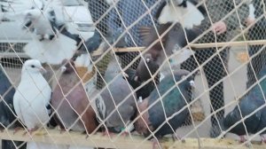 30.11.2025г Выставка г Воронеж ч.4