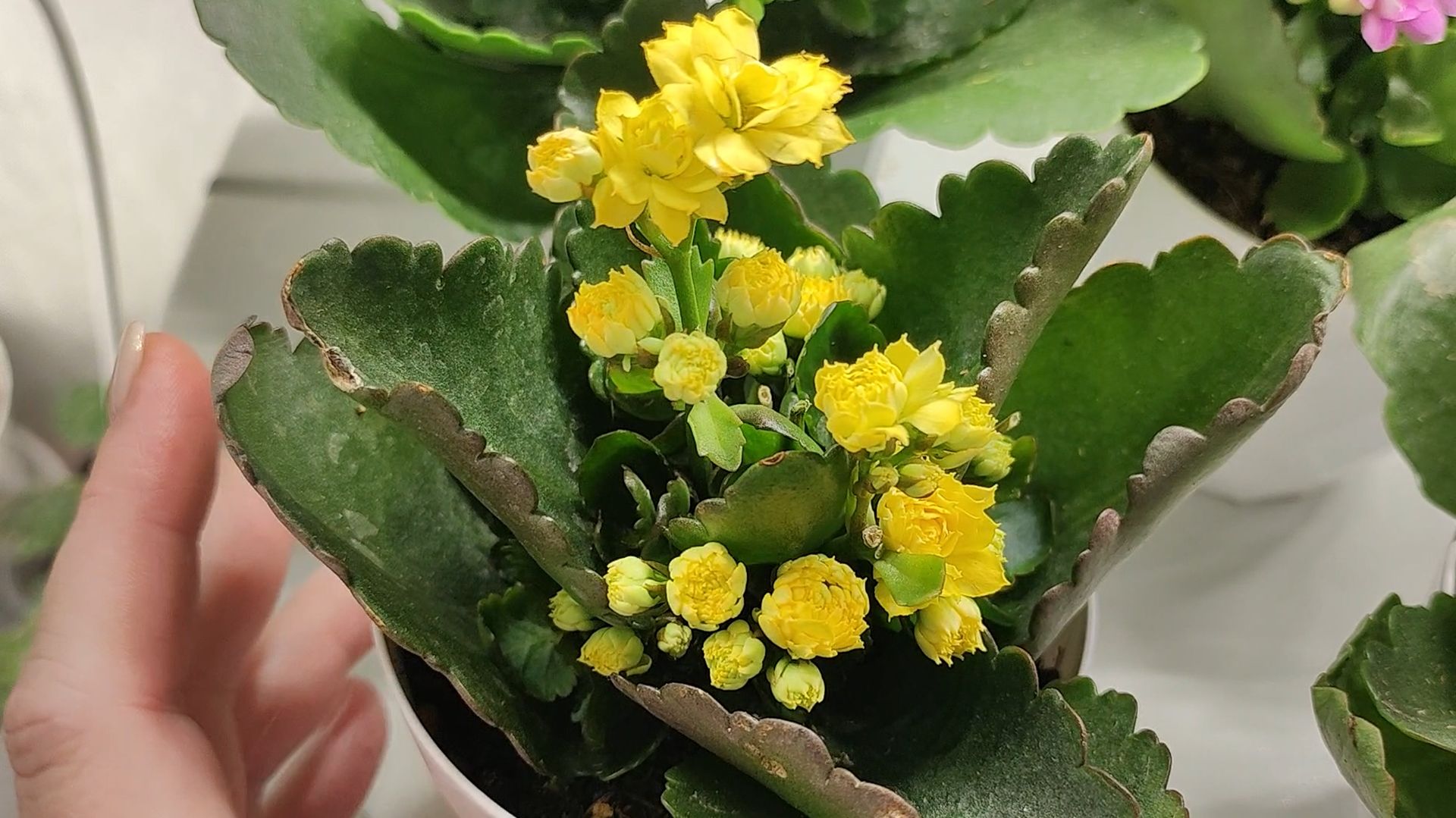 Мало кто знает, что КАЛАНХОЭ ЗАЦВЕТАЕТ ТОЛЬКО ТАКИМ СПОСОБОМ! смотреть онлайн