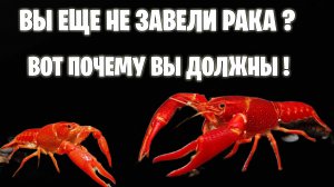 Почему Вы ОБЯЗАТЕЛЬНО Должны Завести ЭТО ПРЯМО СЕЙЧАС!