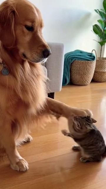 Эта собака унизила кошку🐶🐱| Драка без шансов 😂 #animals #friendship #adorable